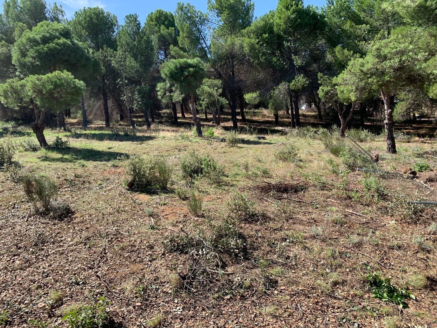 Fincas y solares-Venta-Pelayos de la Presa-743095-Foto-13