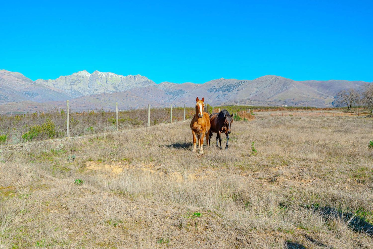 Fincas y solares-Venta-Candeleda-1536546-Foto-12