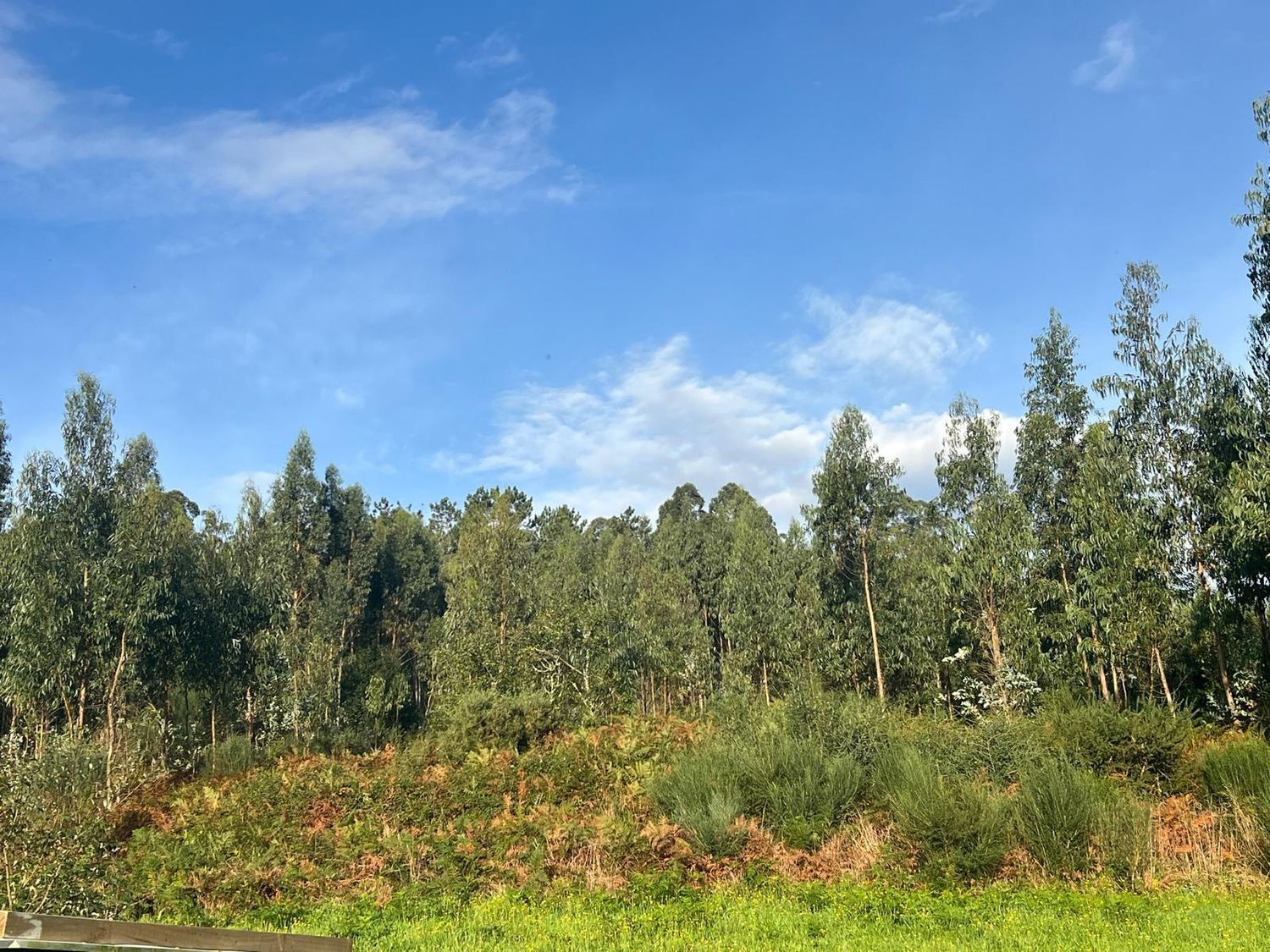Casas o chalets-Venta-San SadurniÃ±o-1428359-Foto-22