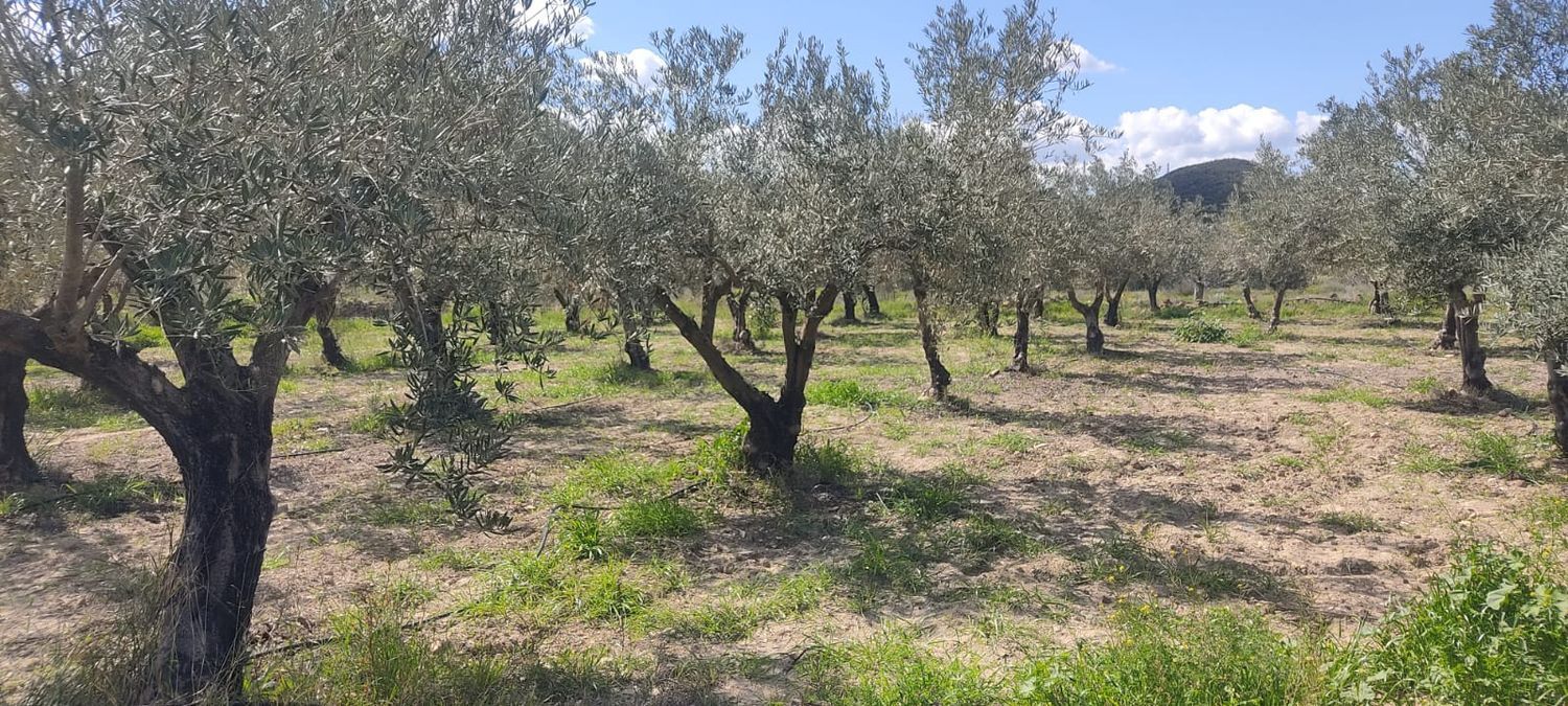 Fincas y solares-Venta-Sorbas-1700940-Foto-2