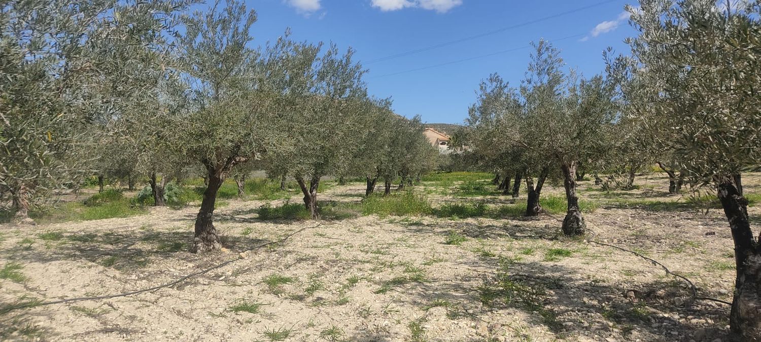 Fincas y solares-Venta-Sorbas-1700940-Foto-3