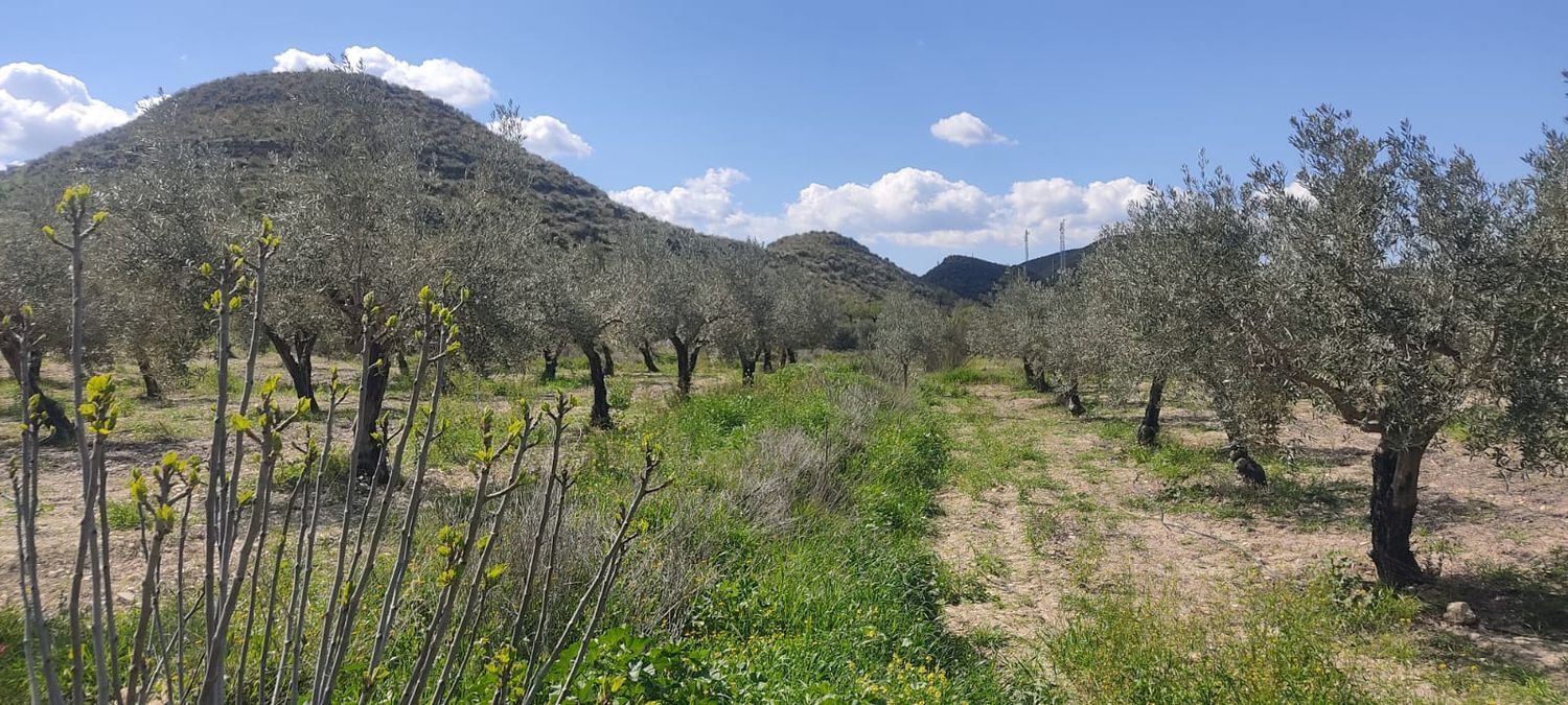 Fincas y solares-Venta-Sorbas-1700940