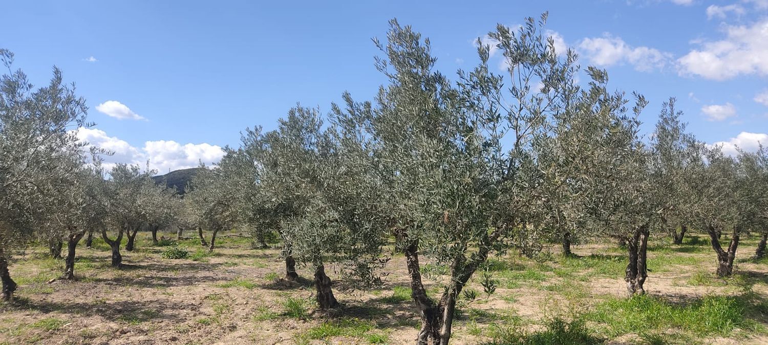 Fincas y solares-Venta-Sorbas-1700940-Foto-10