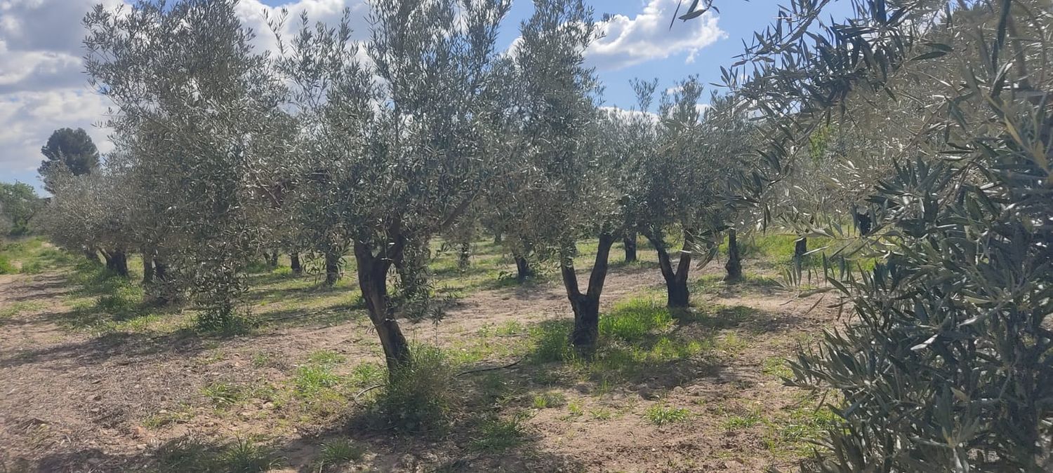 Fincas y solares-Venta-Sorbas-1700940-Foto-9