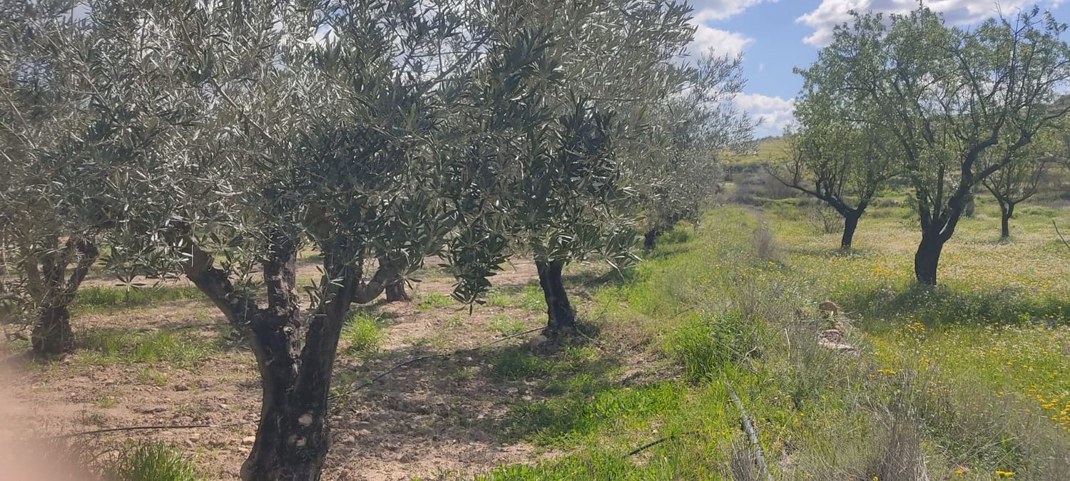 Fincas y solares-Venta-Sorbas-1700940-Foto-8