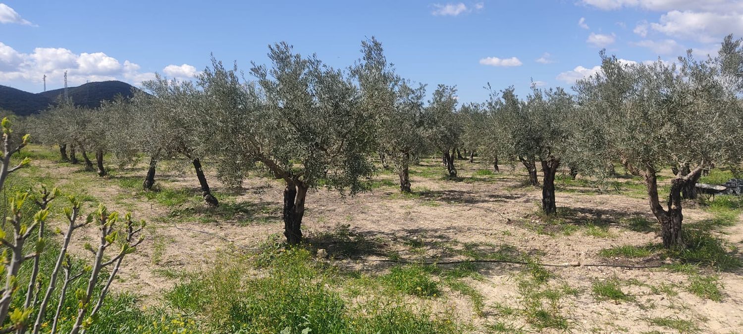 Fincas y solares-Venta-Sorbas-1700940-Foto-12