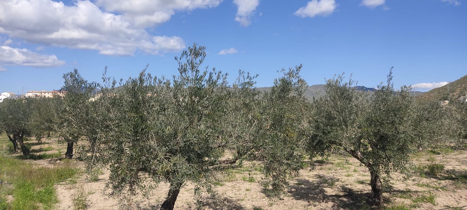Fincas y solares-Venta-Sorbas-1700940-Foto-11