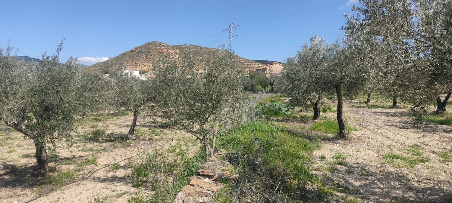 Fincas y solares-Venta-Sorbas-1700940-Foto-13