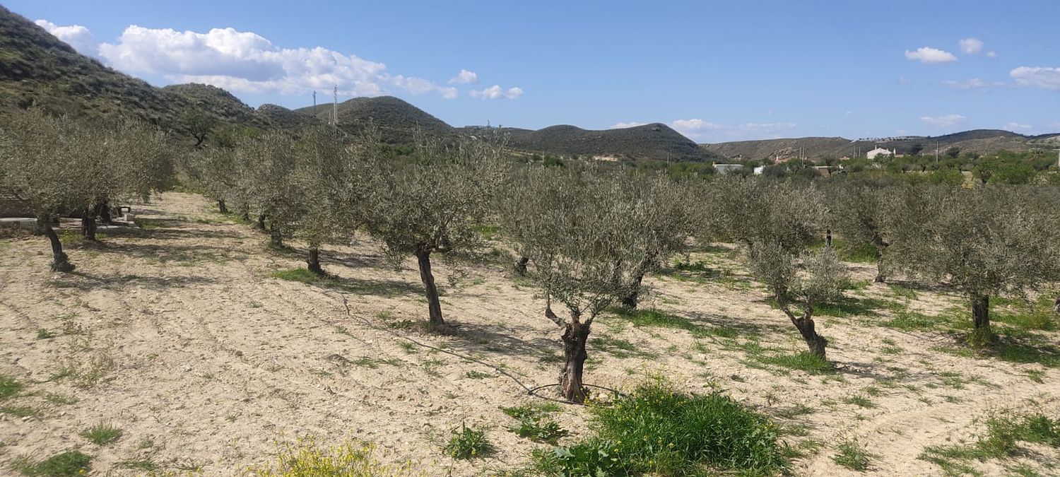 Fincas y solares-Venta-Sorbas-1700940-Foto-14