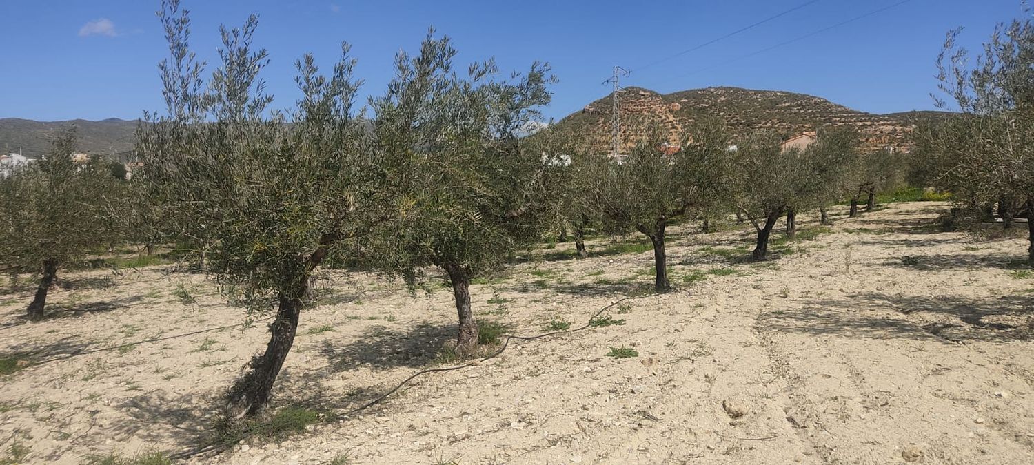 Fincas y solares-Venta-Sorbas-1700940-Foto-15