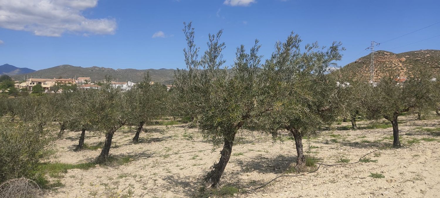 Fincas y solares-Venta-Sorbas-1700940-Foto-17