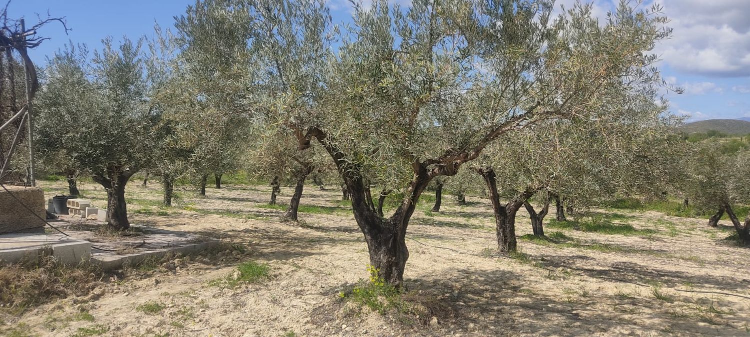 Fincas y solares-Venta-Sorbas-1700940-Foto-18