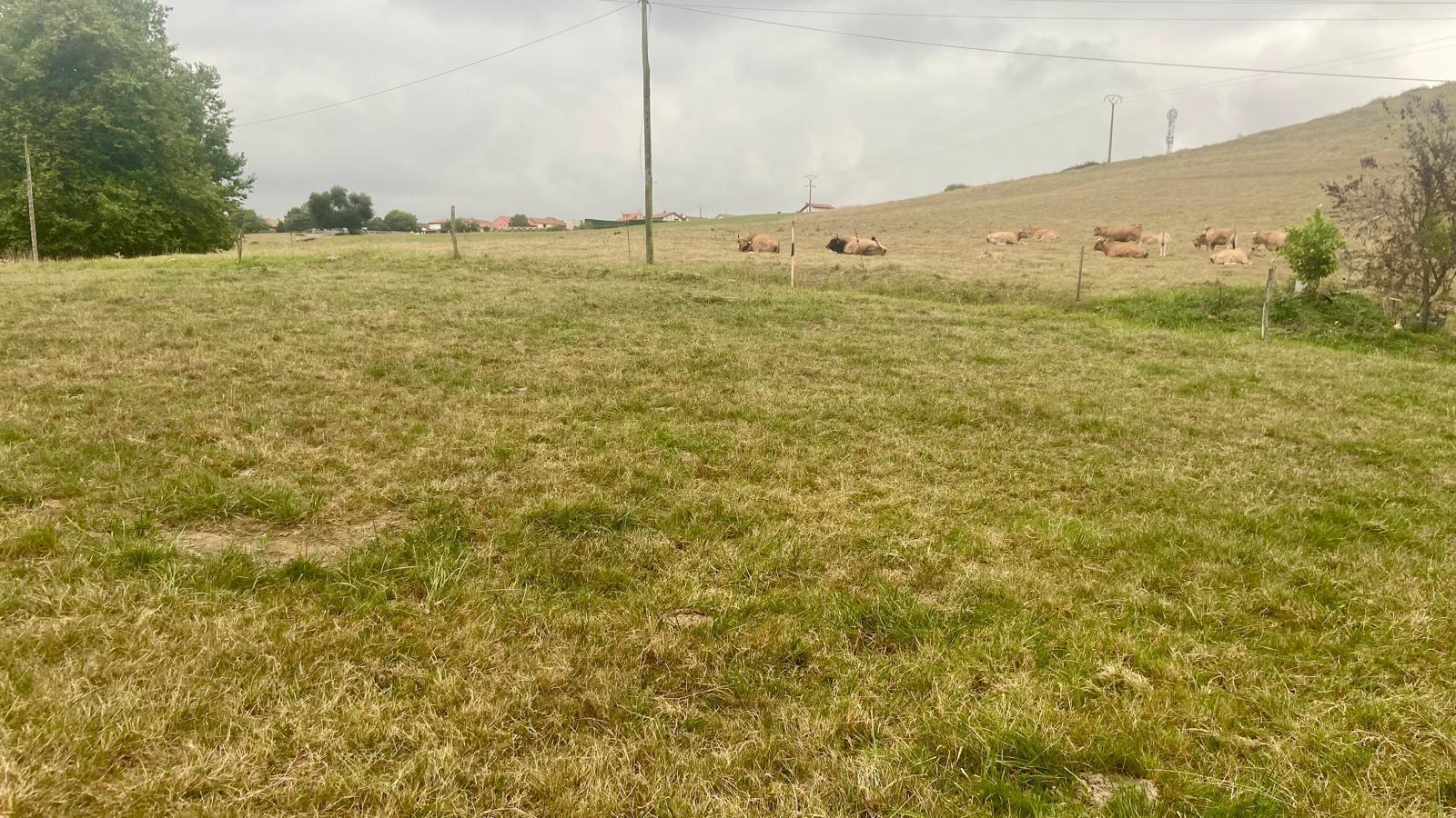 Fincas y solares-Venta-PiÃ©lagos-1833756-Foto-2