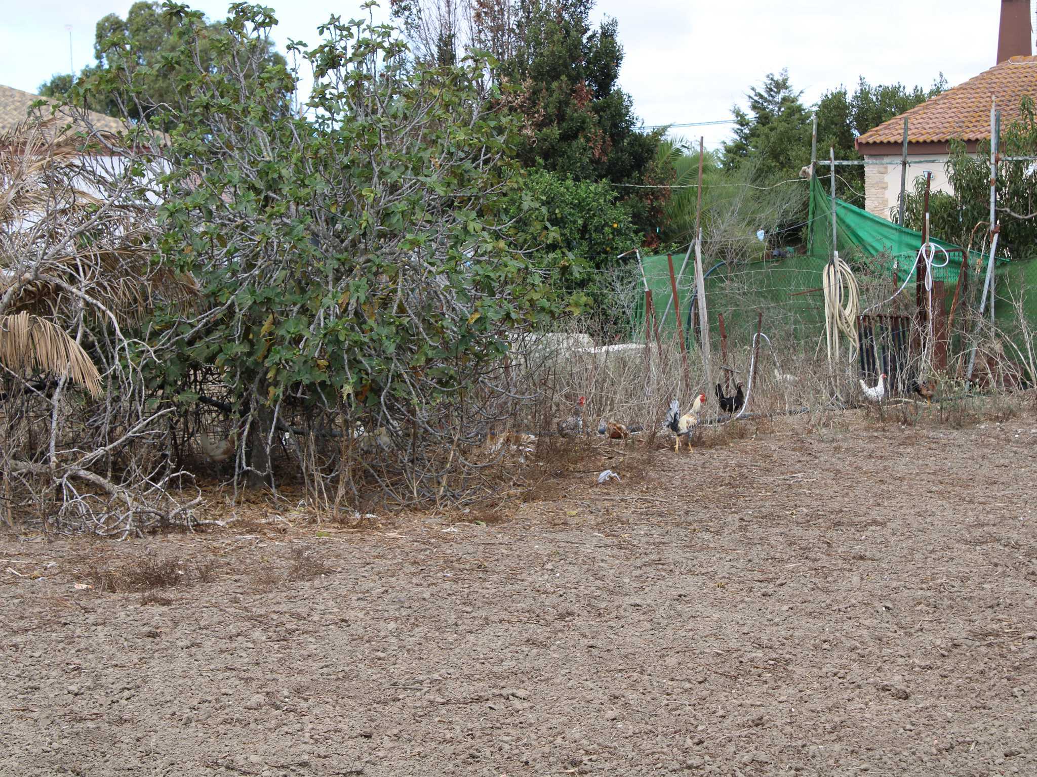Casas o chalets-Venta-Chiclana de la Frontera-1426207-Foto-31