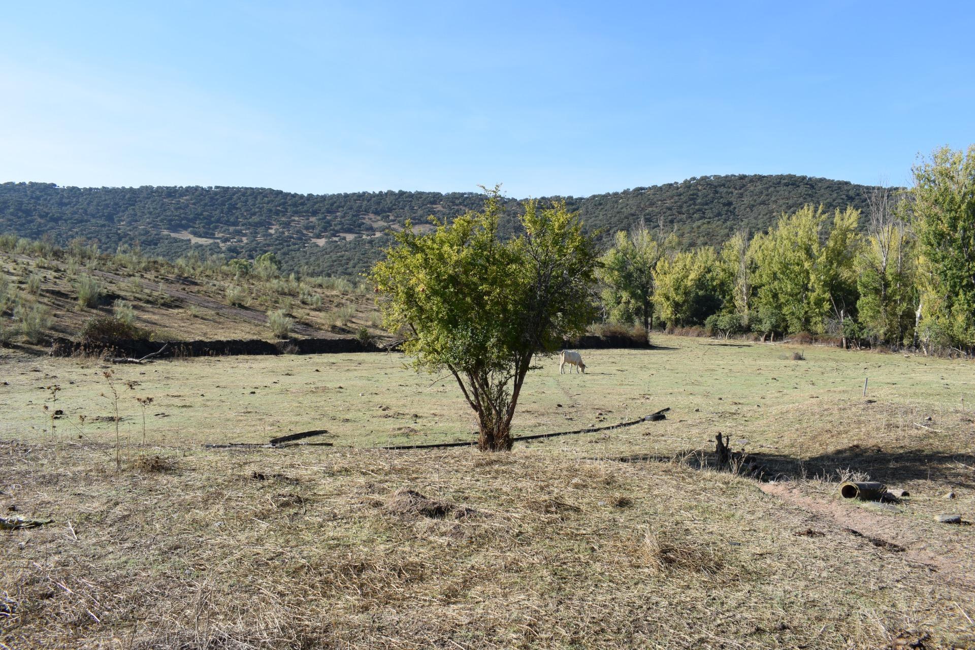 Fincas y solares-Venta-Arroyomolinos de LeÃ³n-1654126-Foto-4