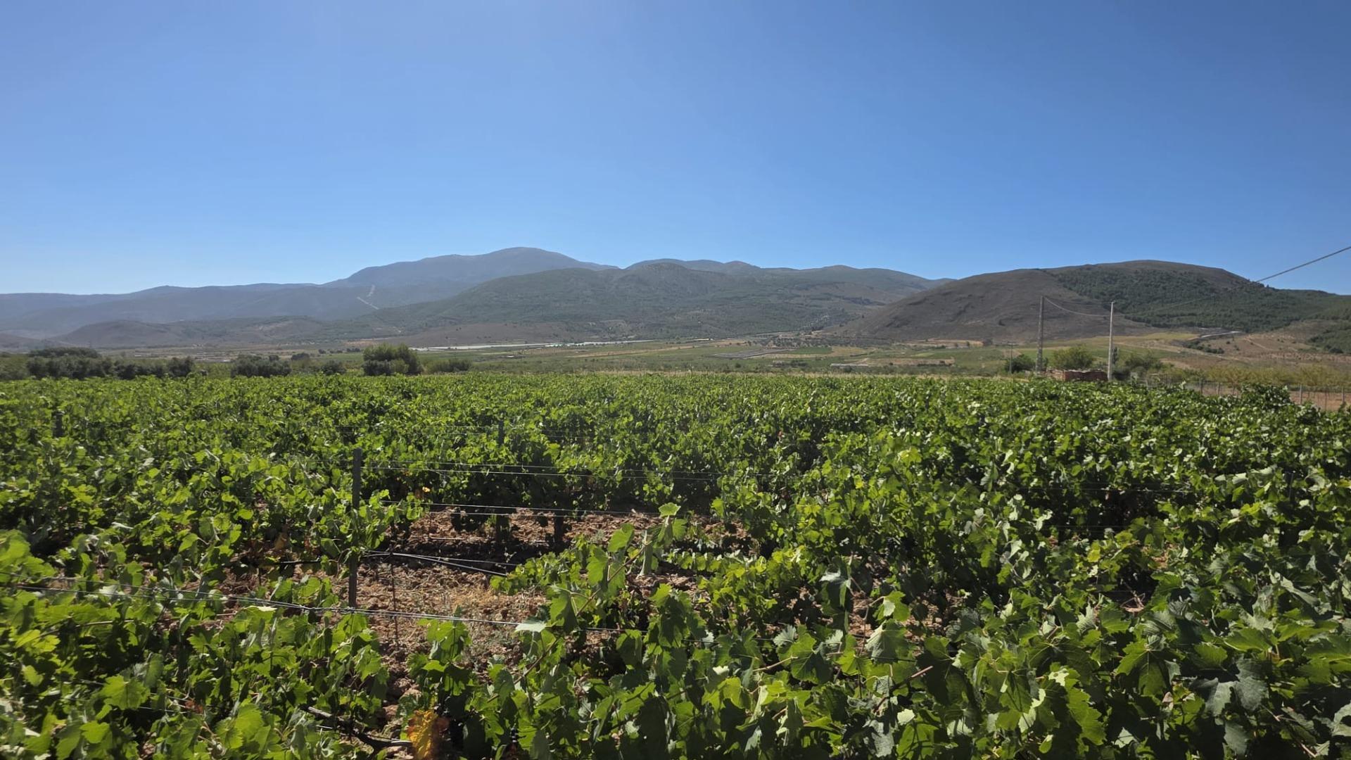 Fincas y solares-Venta-LÃ¡ujar de Andarax-1836491-Foto-5