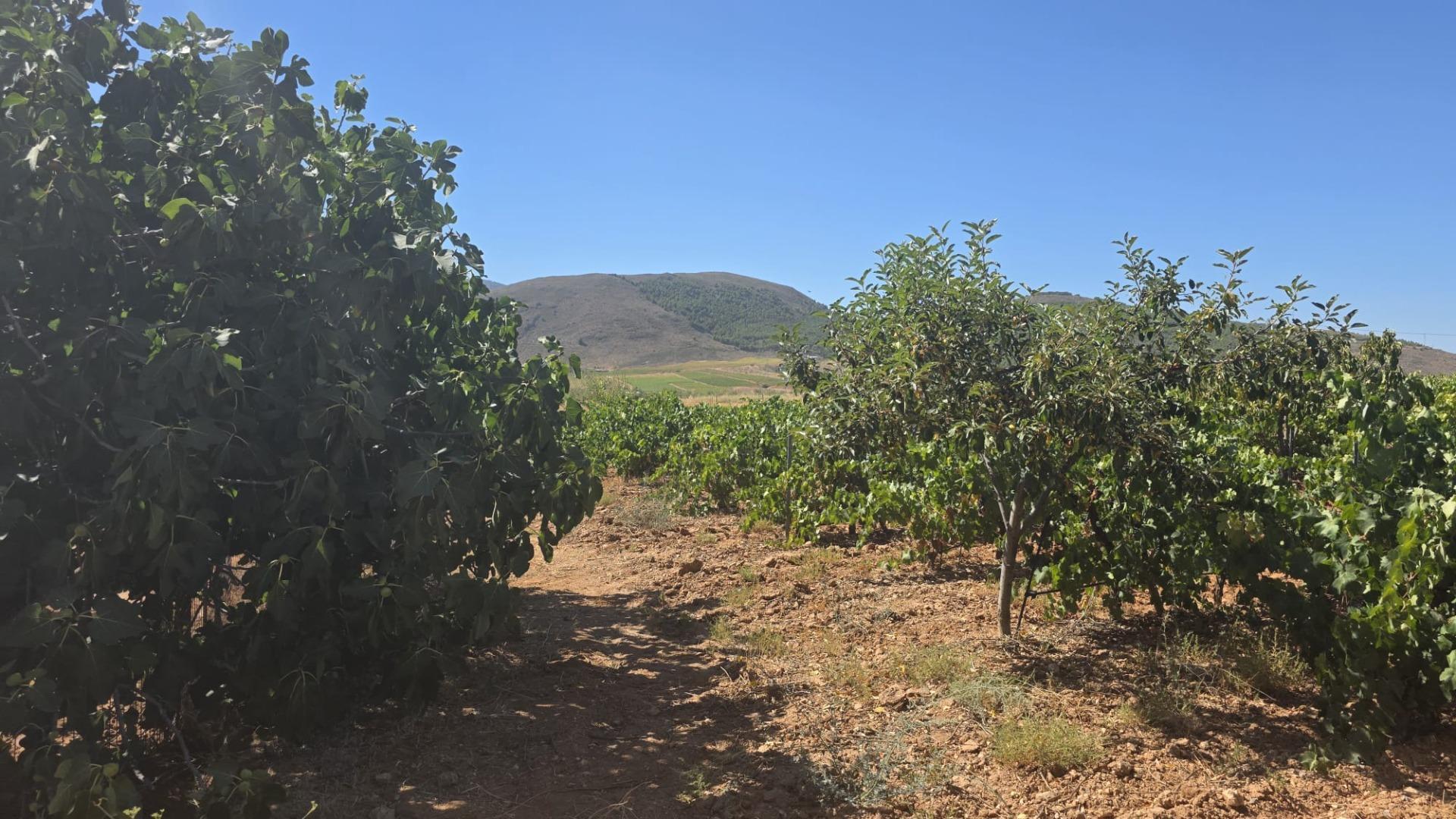Fincas y solares-Venta-LÃ¡ujar de Andarax-1836491-Foto-2