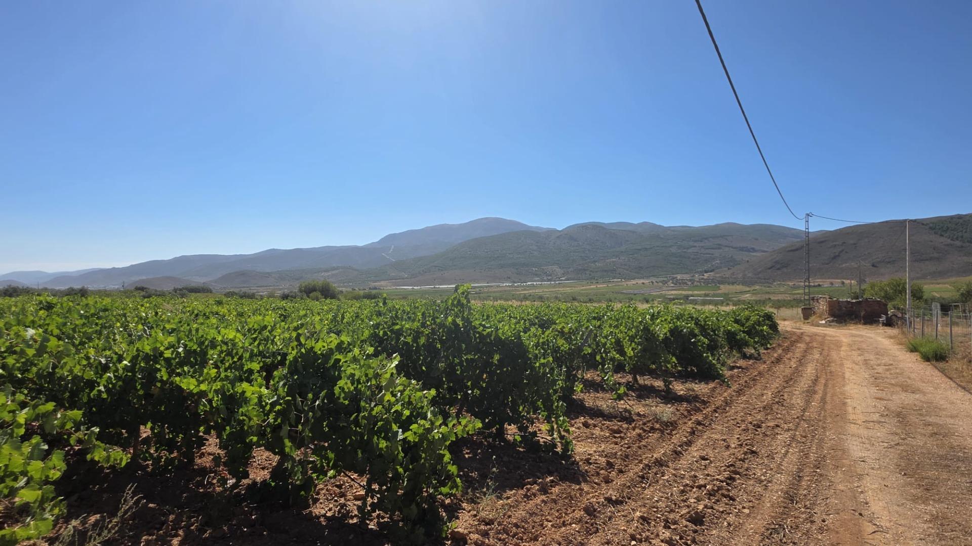 Fincas y solares-Venta-LÃ¡ujar de Andarax-1836491-Foto-7