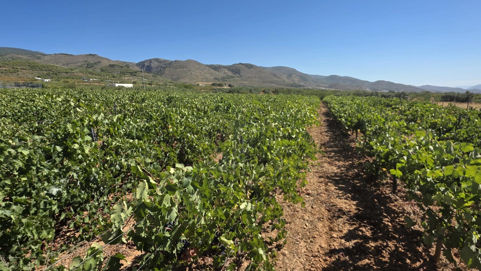 Fincas y solares-Venta-LÃ¡ujar de Andarax-1836491-Foto-10
