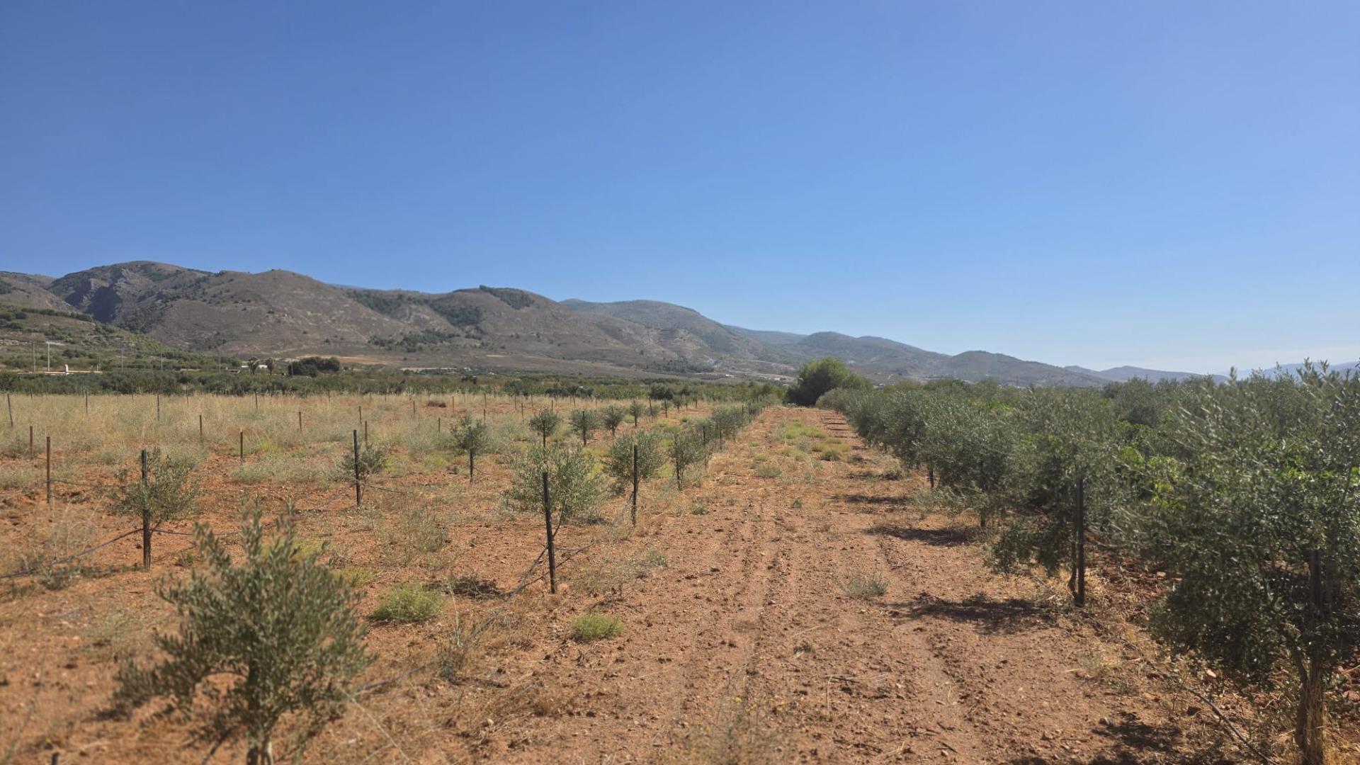 Fincas y solares-Venta-LÃ¡ujar de Andarax-1836491-Foto-16