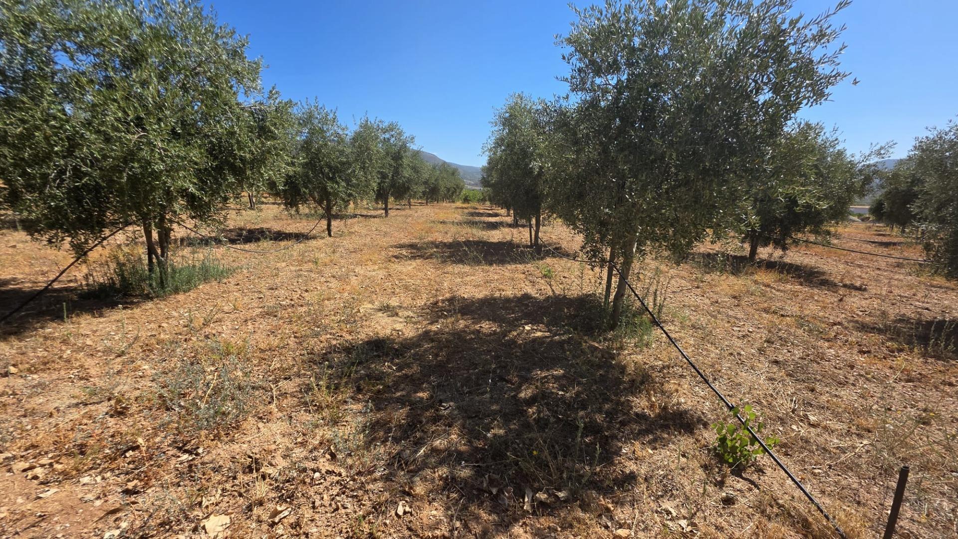 Fincas y solares-Venta-LÃ¡ujar de Andarax-1836491-Foto-17