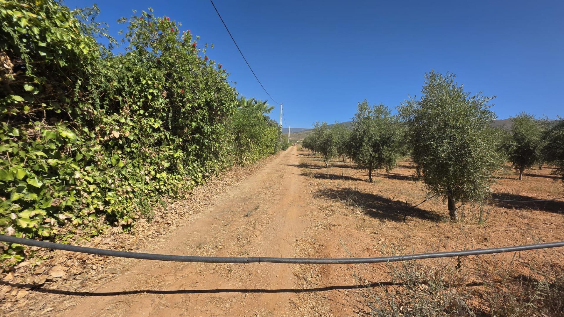 Fincas y solares-Venta-LÃ¡ujar de Andarax-1836491-Foto-19