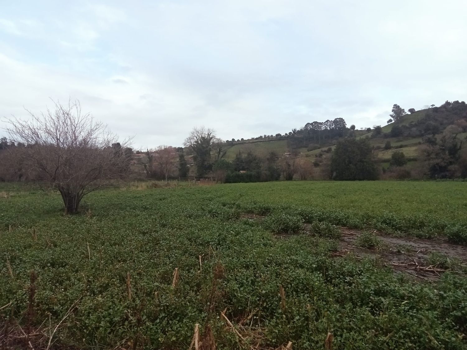 Fincas y solares-Venta-Gijón-1068750