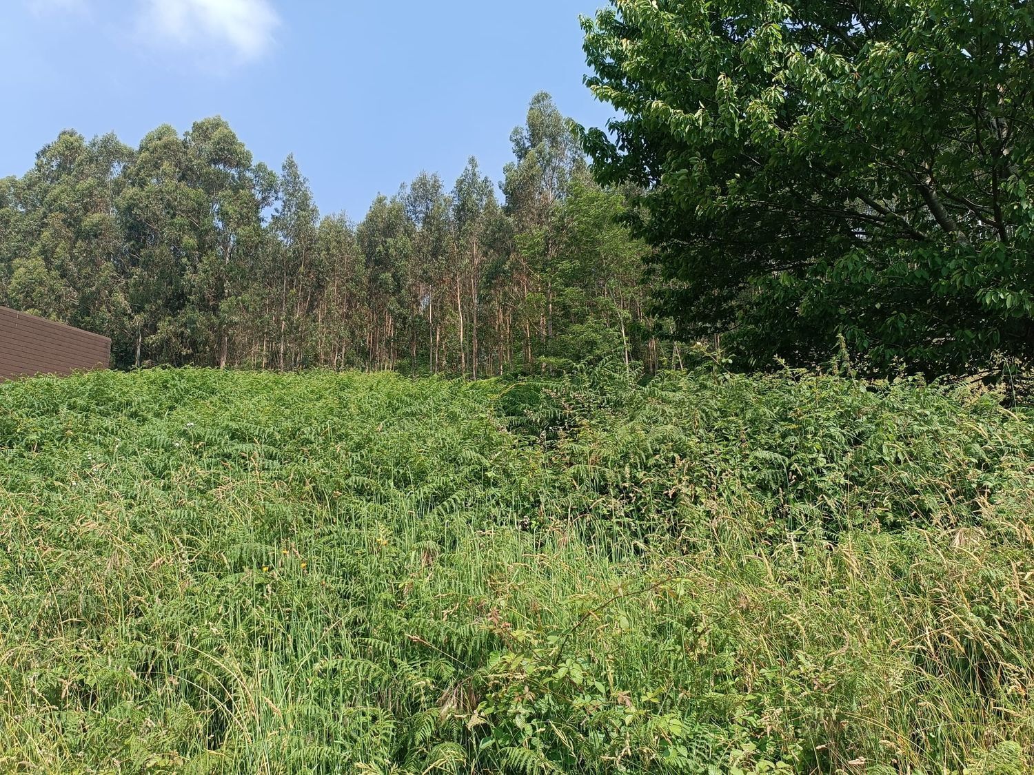Fincas y solares-Venta-Corvera de Asturias-888678