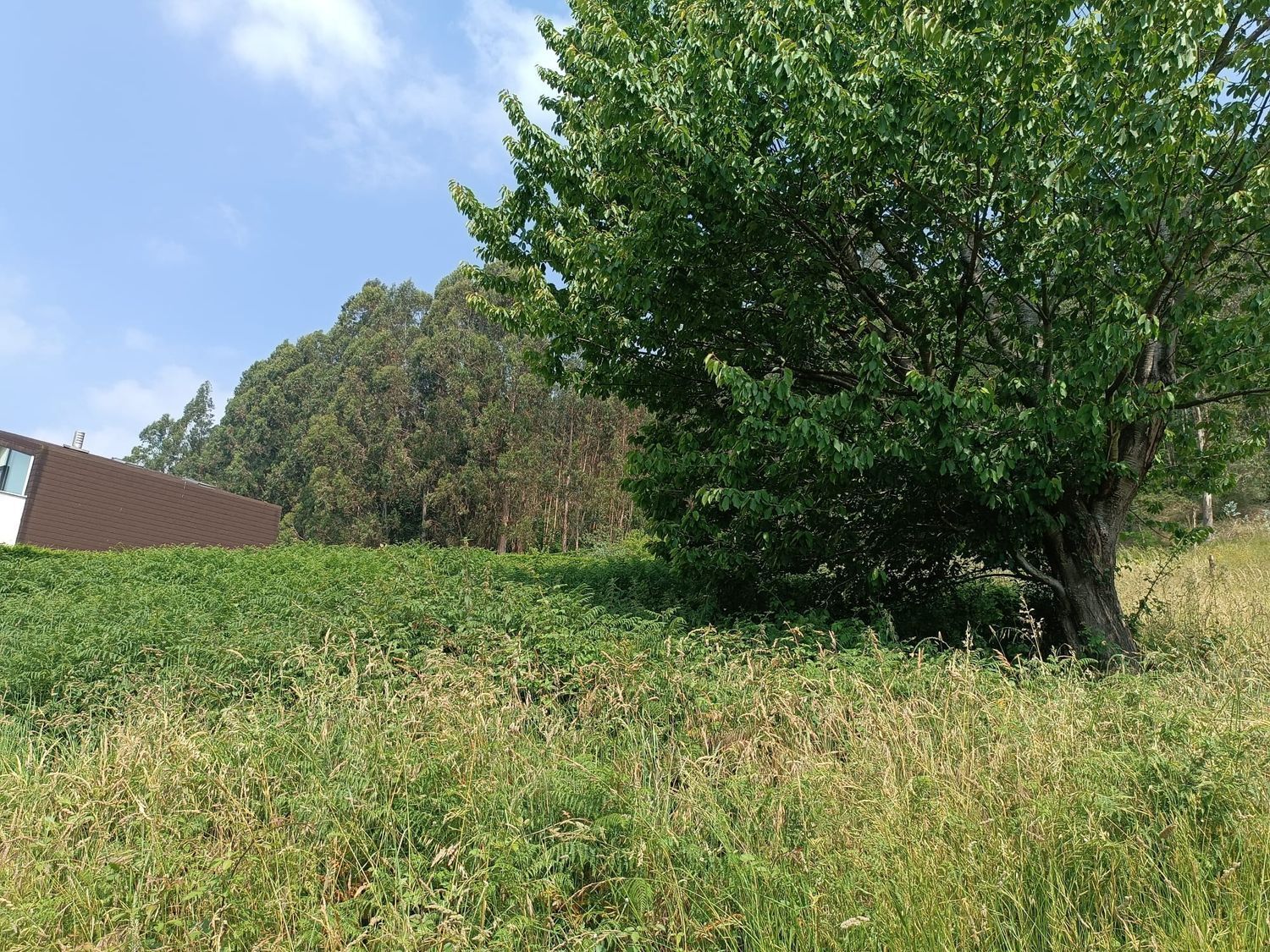 Fincas y solares-Venta-Corvera de Asturias-888678-Foto-6
