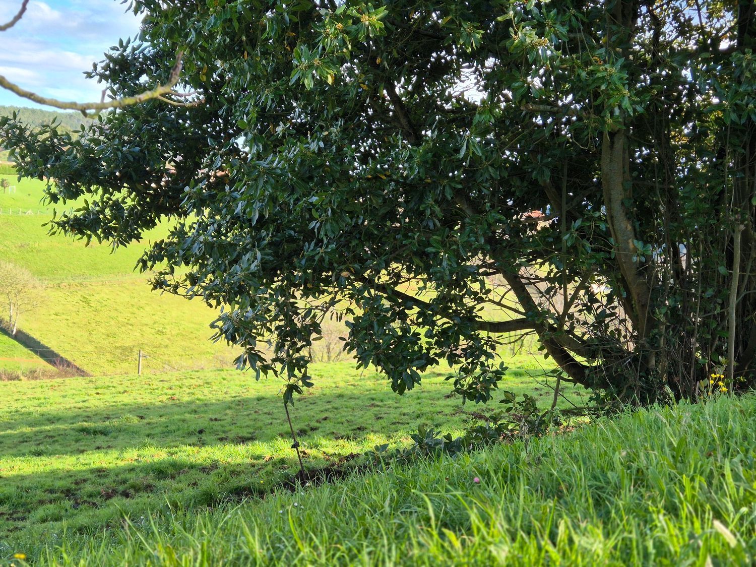 Fincas y solares-Venta-Cudillero-1653404-Foto-36
