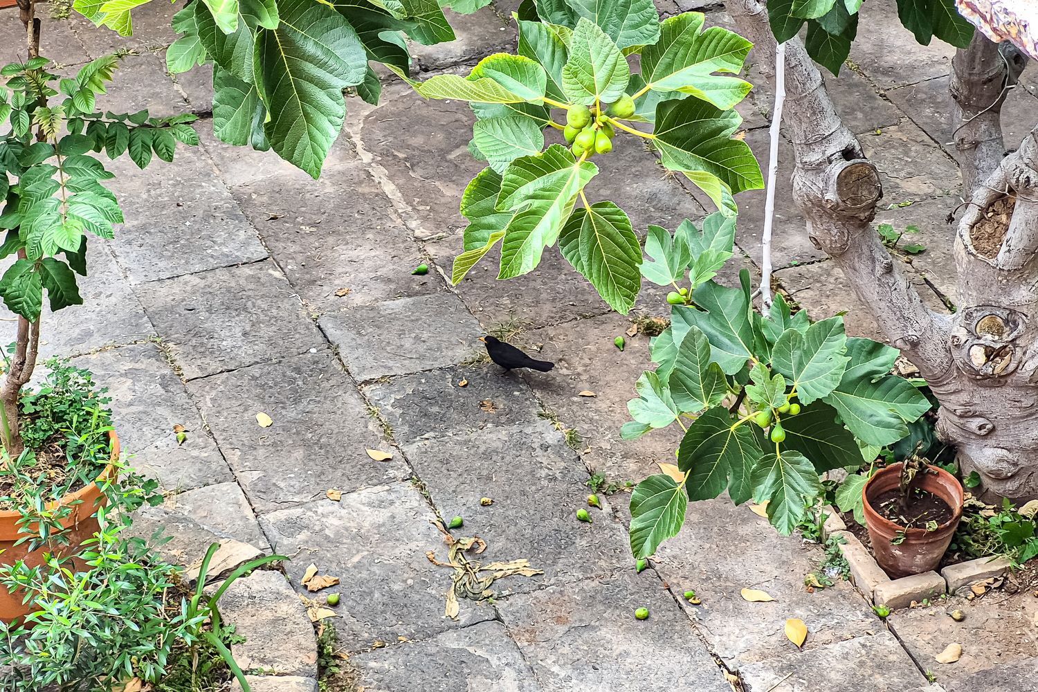 Casas o chalets-Venta-Arucas-1904762-Foto-28