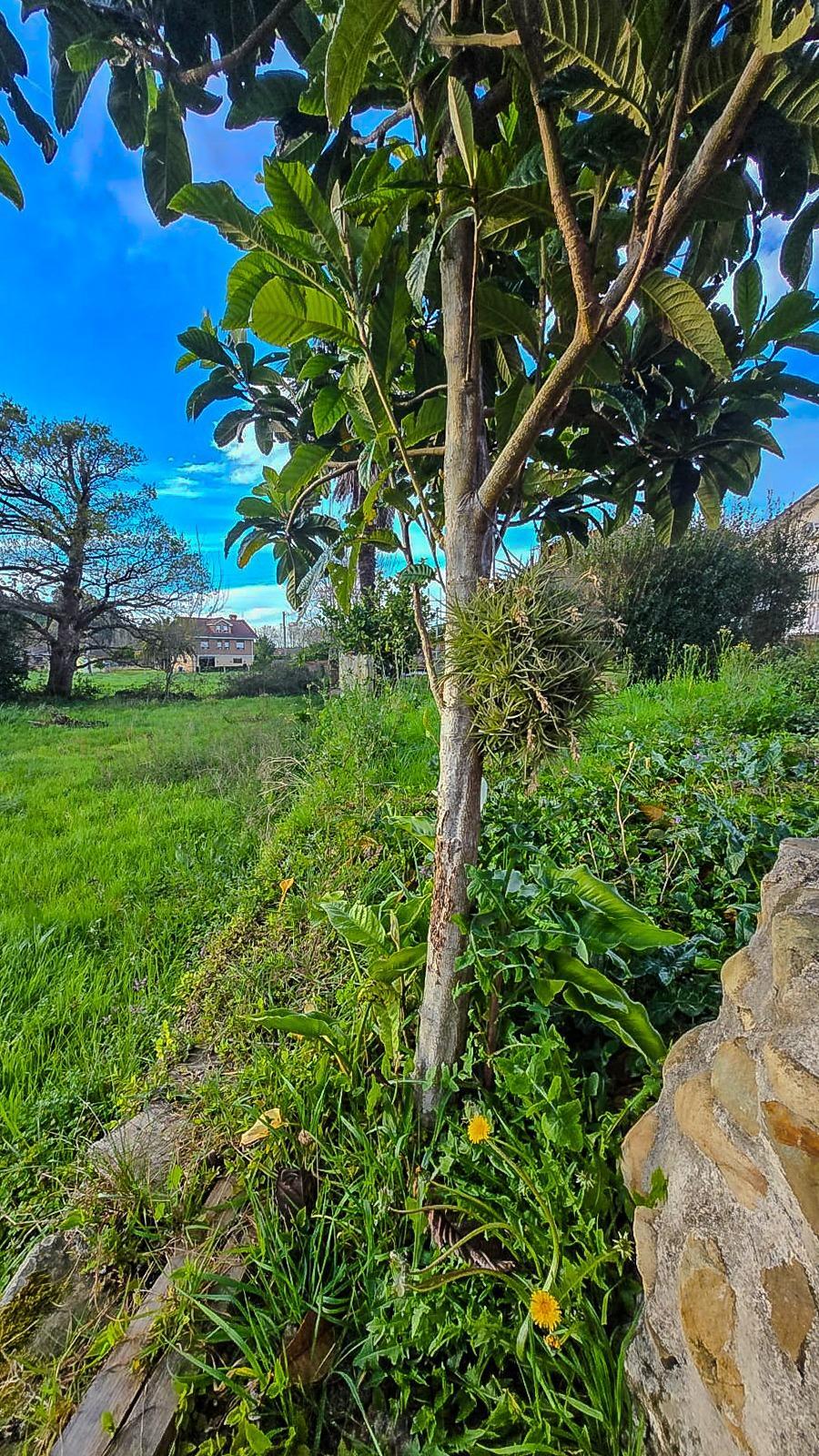 Fincas y solares-Venta-CastaÃ±eda-1684397-Foto-2