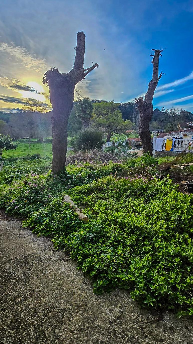 Fincas y solares-Venta-CastaÃ±eda-1684397-Foto-3