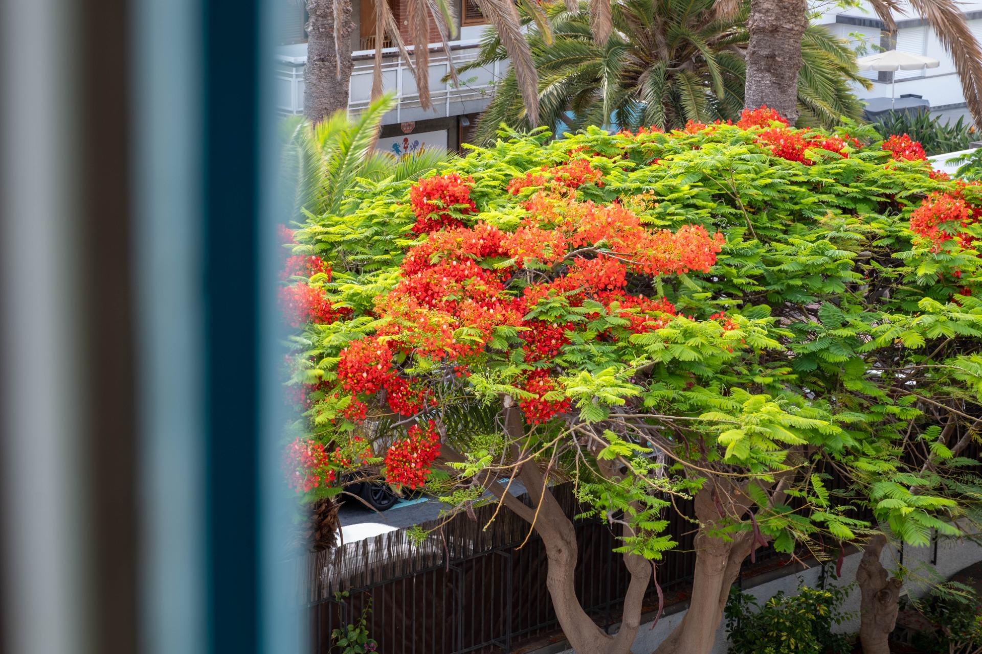Casas o chalets-Venta-Las Palmas de Gran Canaria-1318211-Foto-62