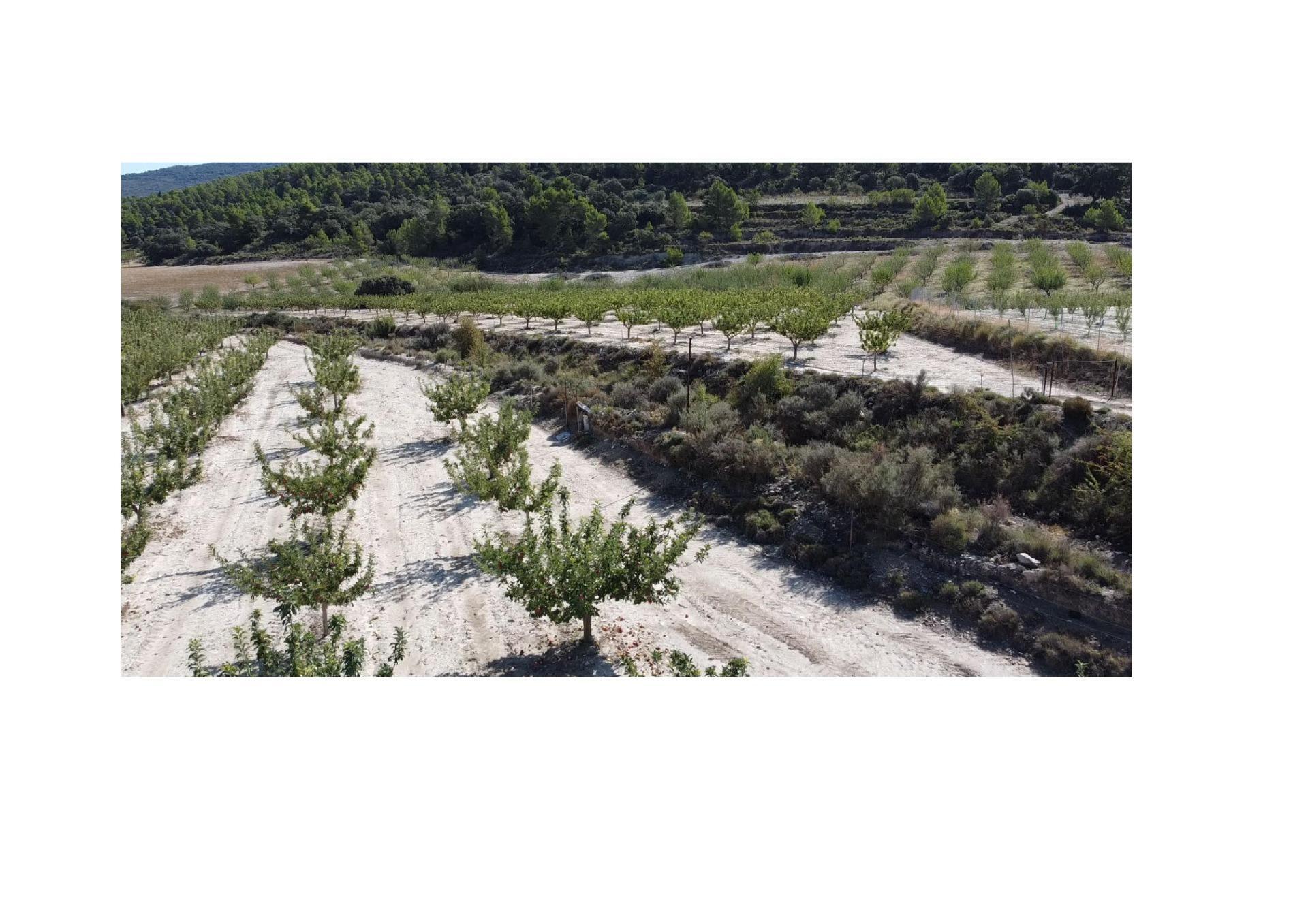 Fincas y solares-Venta-Jijona-Xixona-1421927