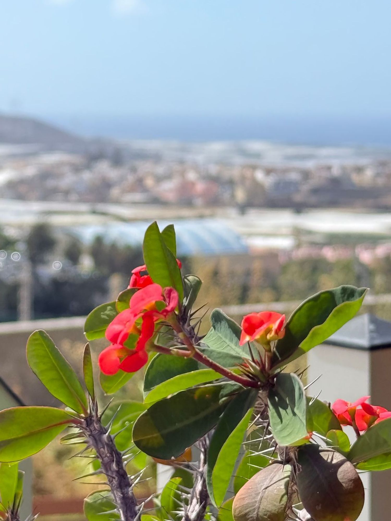 Casas o chalets-Venta-Santa MarÃ­a de GuÃ­a de Gran Canaria-1838125-Foto-48