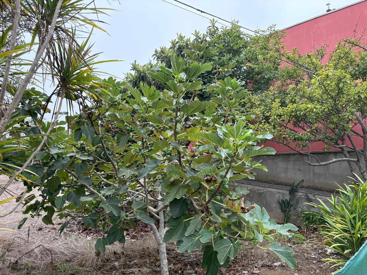 Pisos-Venta-Santa MarÃ­a de GuÃ­a de Gran Canaria-1840246-Foto-22