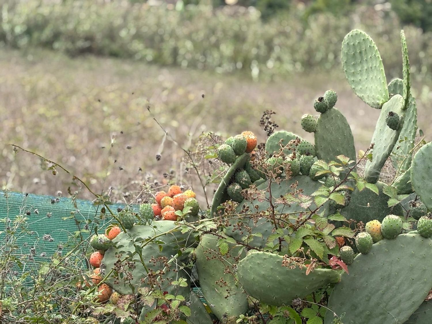 Pisos-Venta-Santa MarÃ­a de GuÃ­a de Gran Canaria-1840246-Foto-23