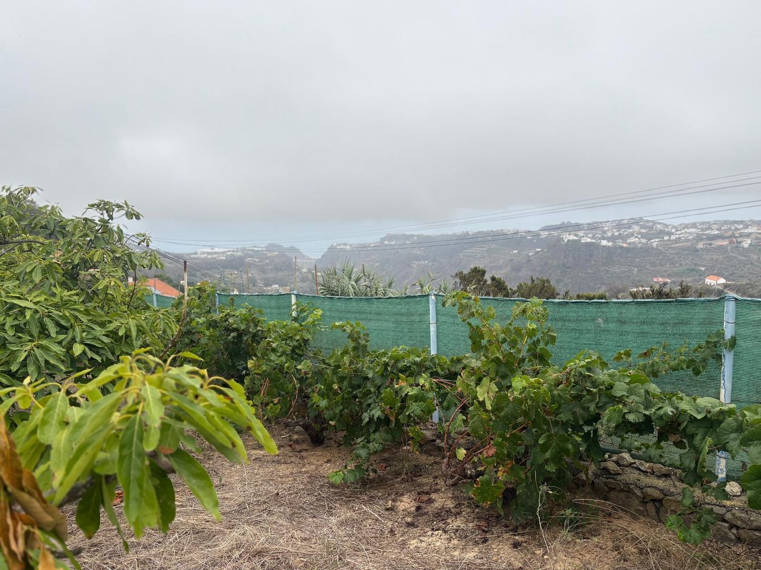 Pisos-Venta-Santa MarÃ­a de GuÃ­a de Gran Canaria-1840246-Foto-24