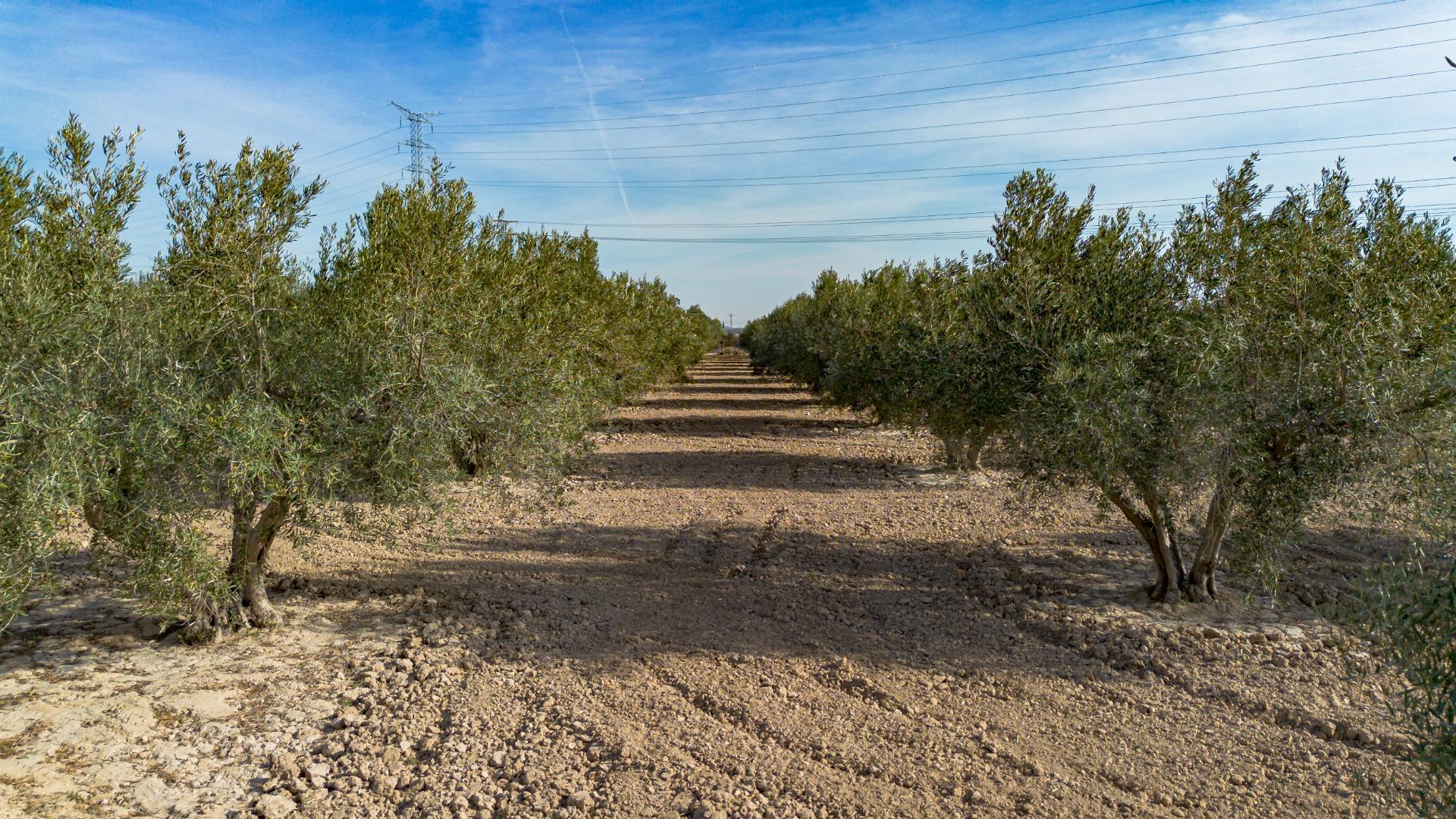 Fincas y solares-Venta-Crevillent-1583689