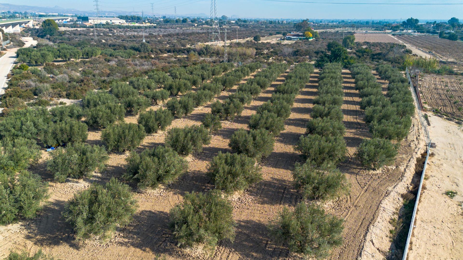 Fincas y solares-Venta-Crevillent-1583689-Foto-5