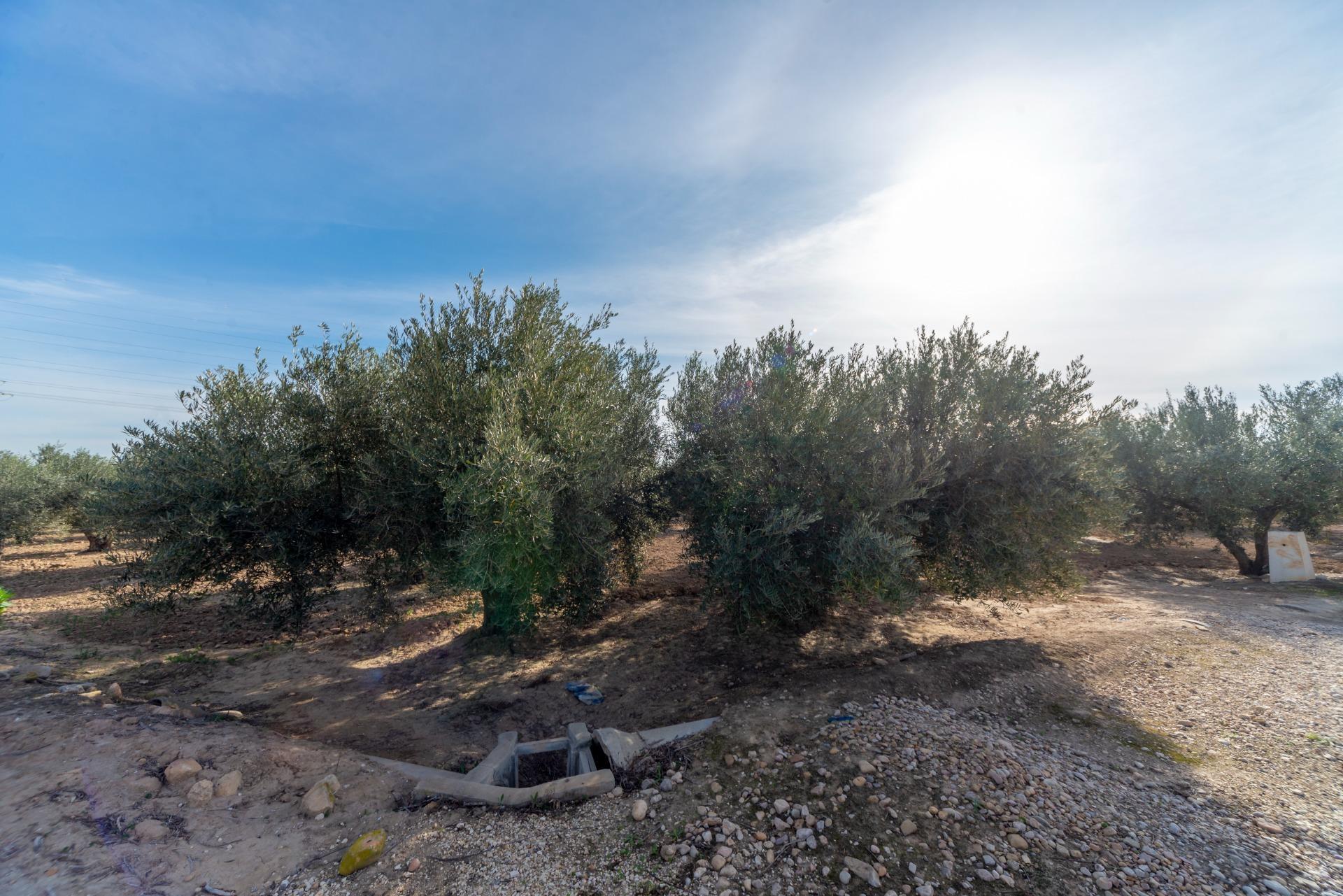 Fincas y solares-Venta-Crevillent-1583689-Foto-6