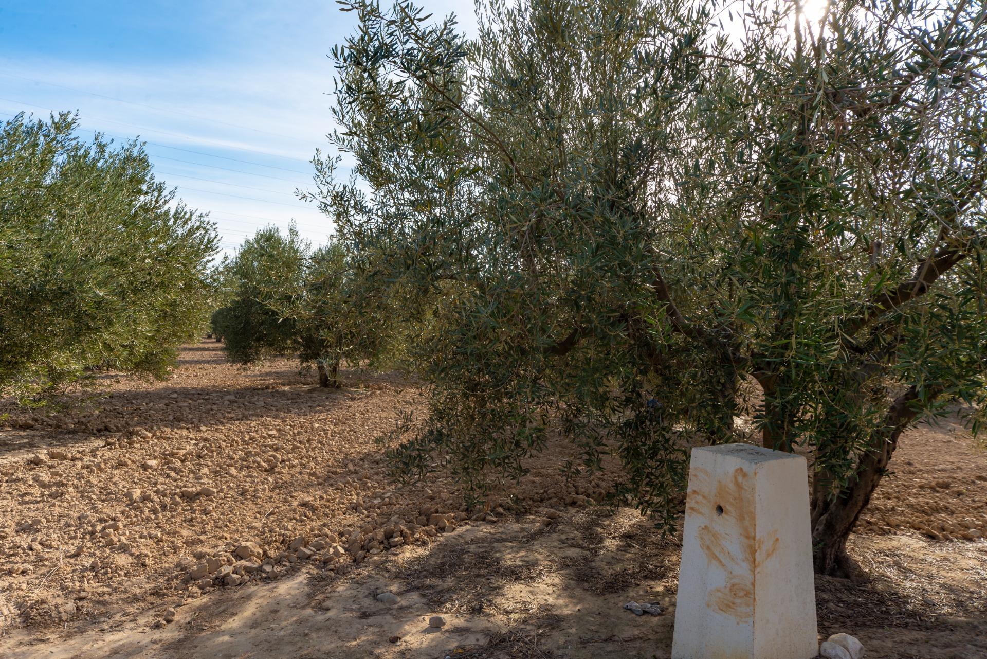 Fincas y solares-Venta-Crevillent-1583689-Foto-7