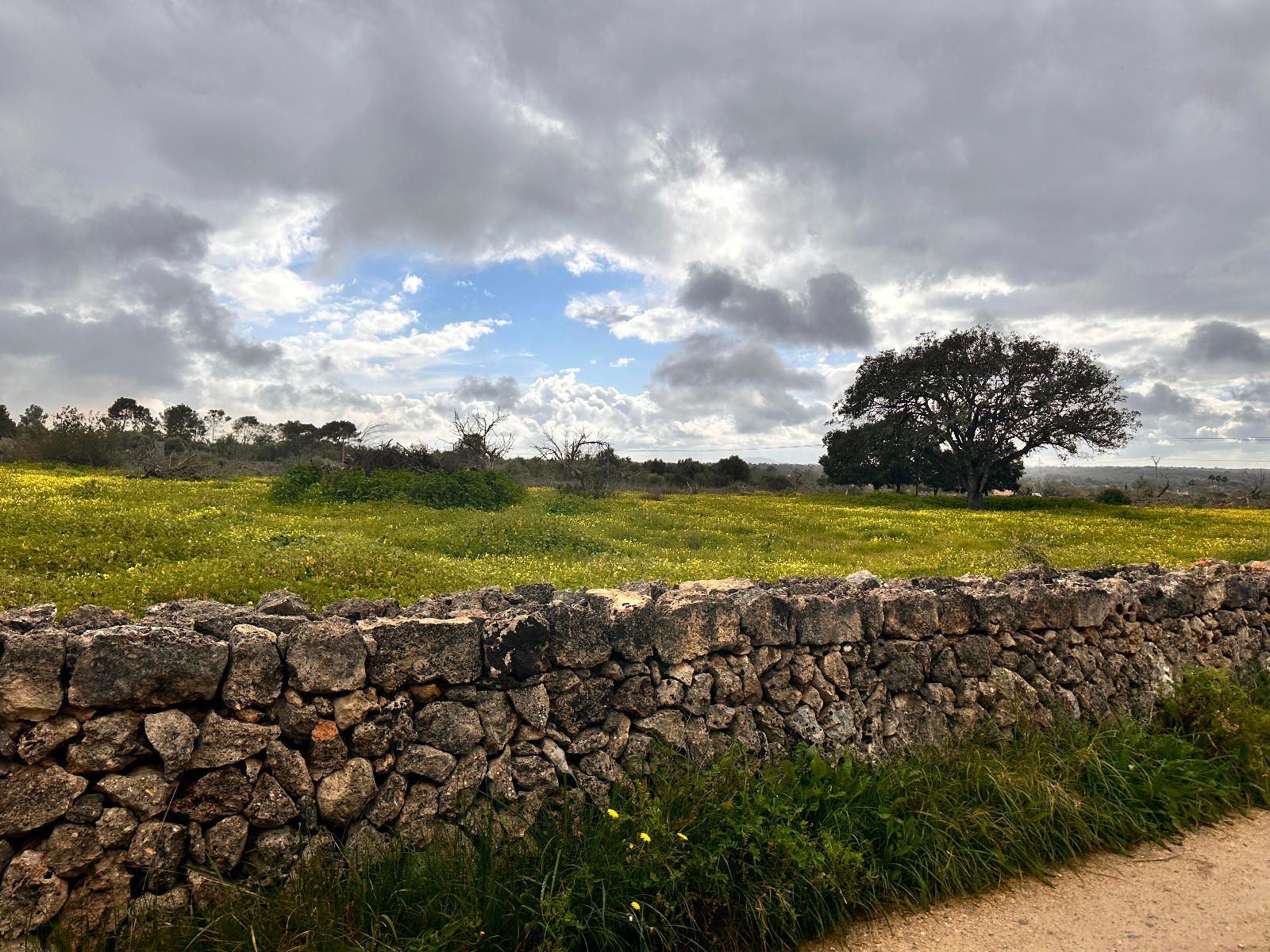 Fincas y solares-Venta-Sineu-1659776-Foto-3