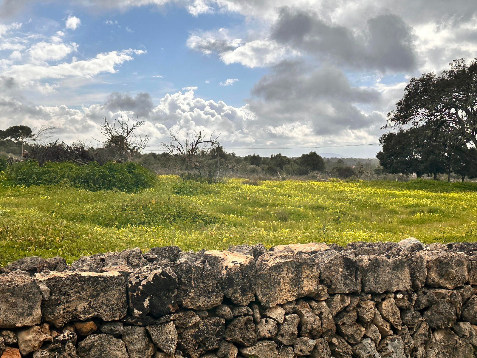 Fincas y solares-Venta-Sineu-1659776-Foto-5