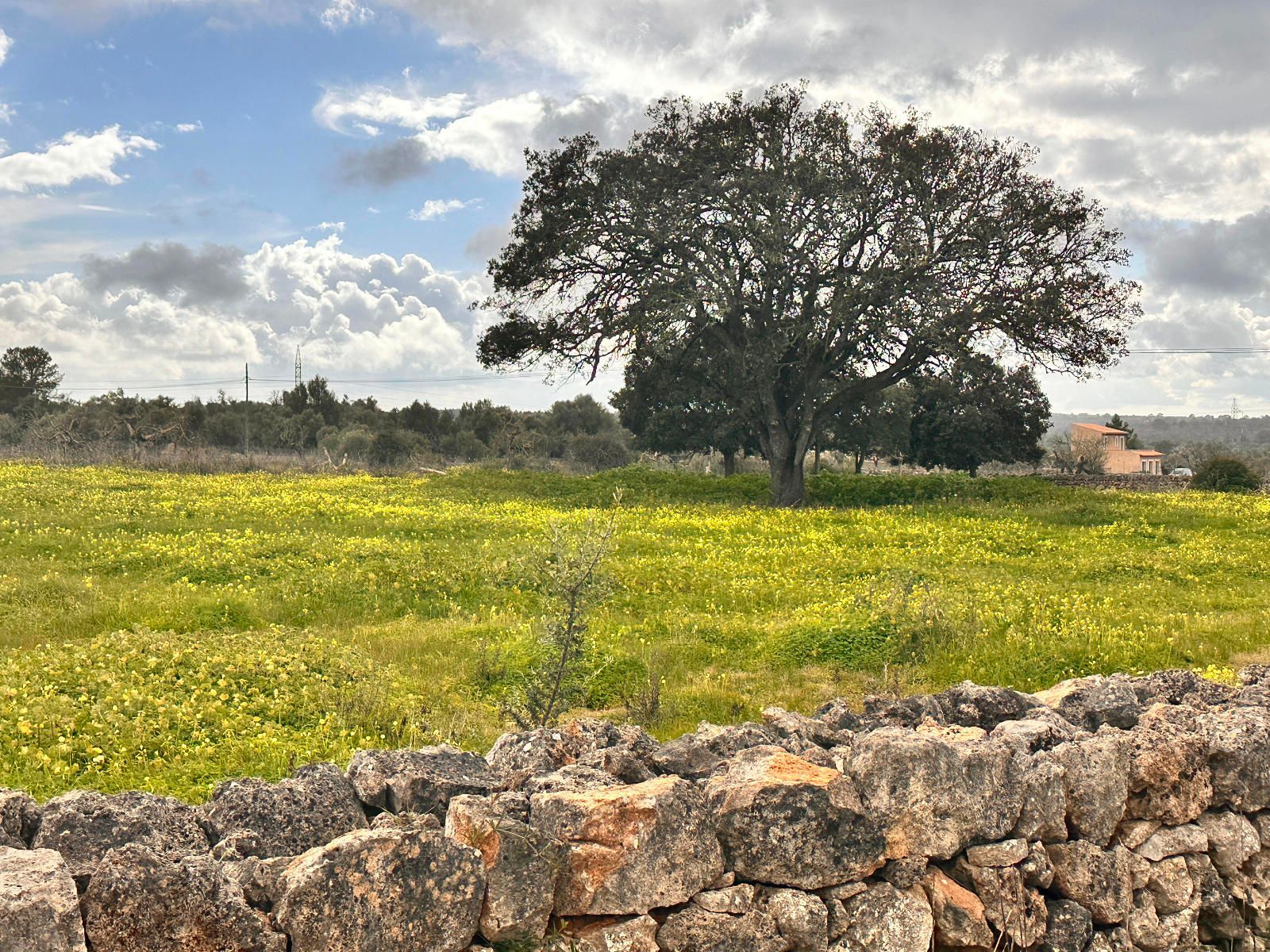 Fincas y solares-Venta-Sineu-1659776-Foto-11