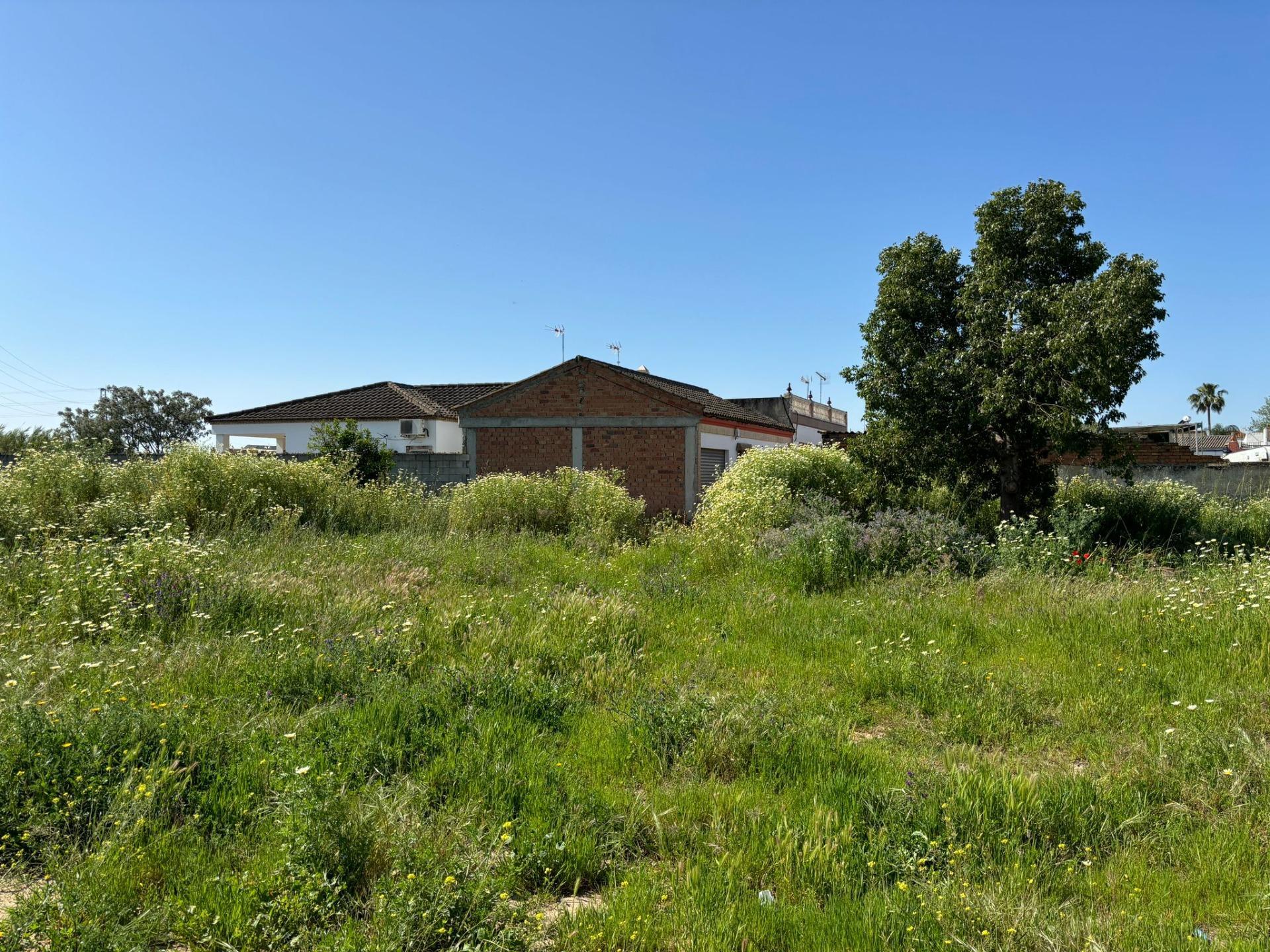 Fincas y solares-Venta-Bollullos de la MitaciÃ³n-1726482-Foto-6