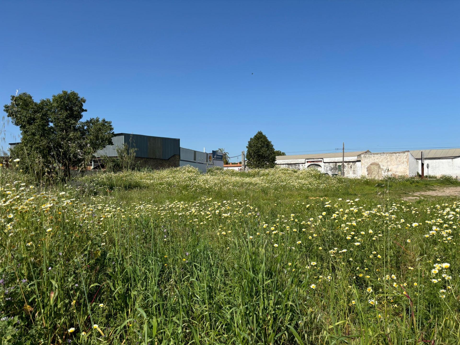 Fincas y solares-Venta-Bollullos de la MitaciÃ³n-1726482-Foto-7