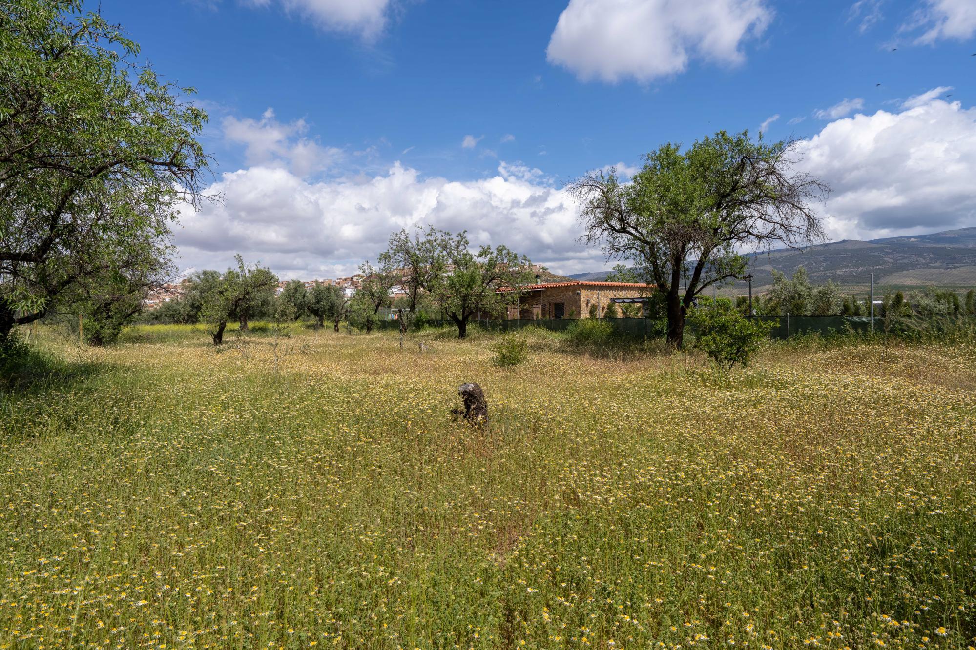 Pisos-Venta-FiÃ±ana-1865540-Foto-19