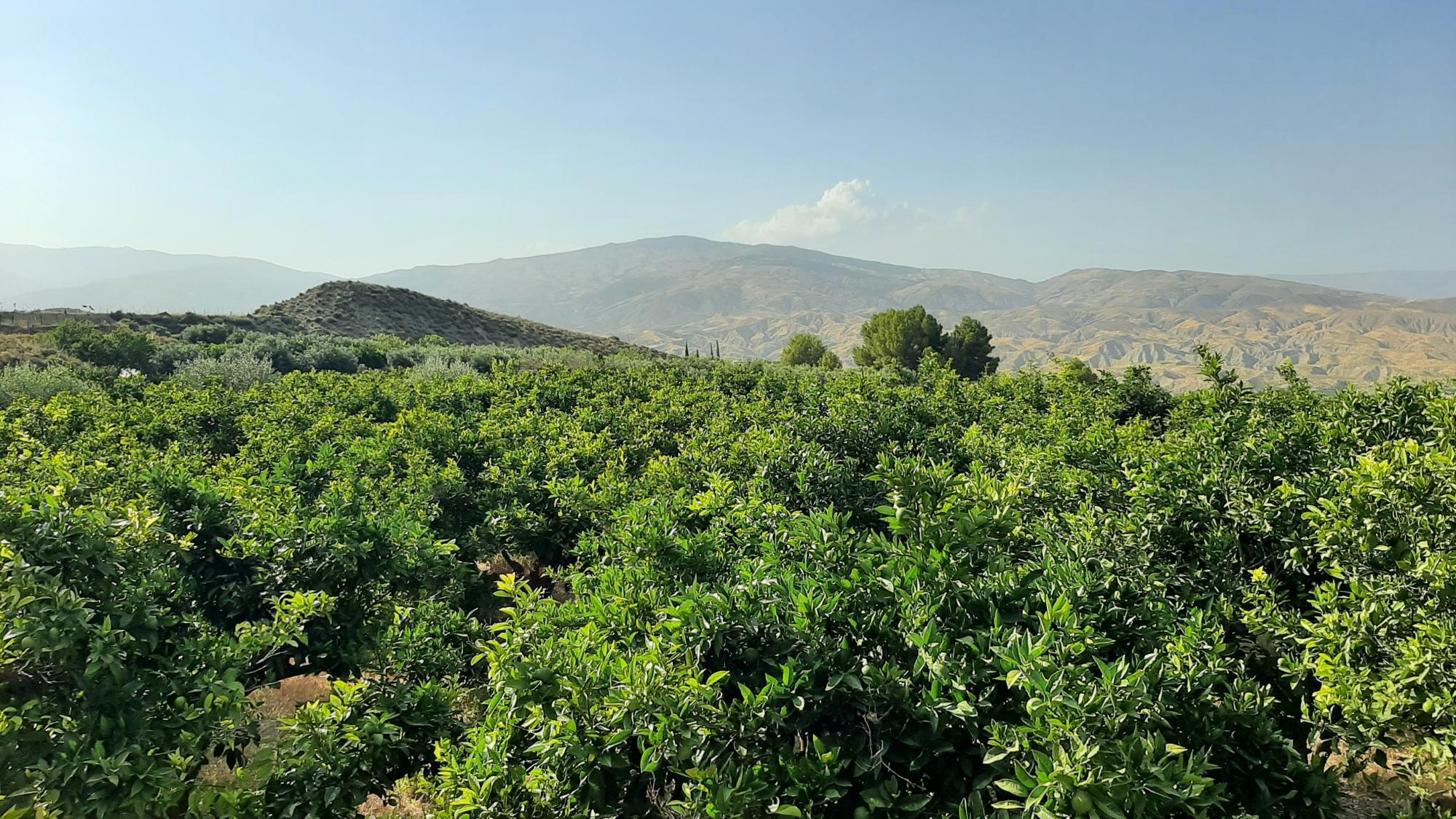 Pisos-Venta-AlmerÃ­a-1865633-Foto-8